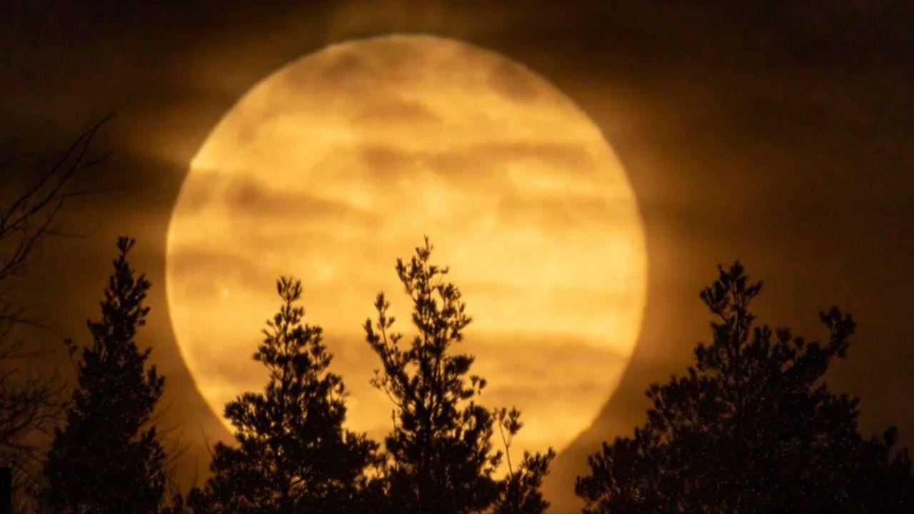 A huge yellow/orange moon with trees in front of it