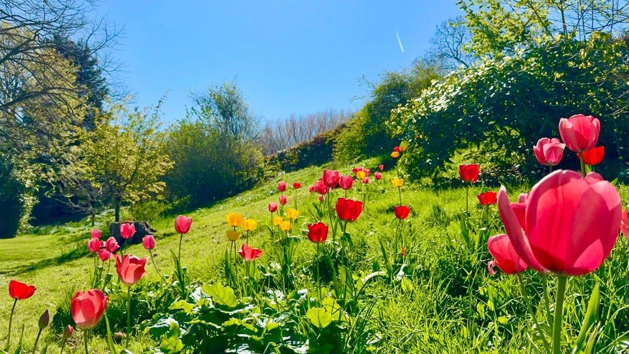 Red tulips and yellow tulips on a green grass bank with shrubs and trees behind and bright blue sky overhead