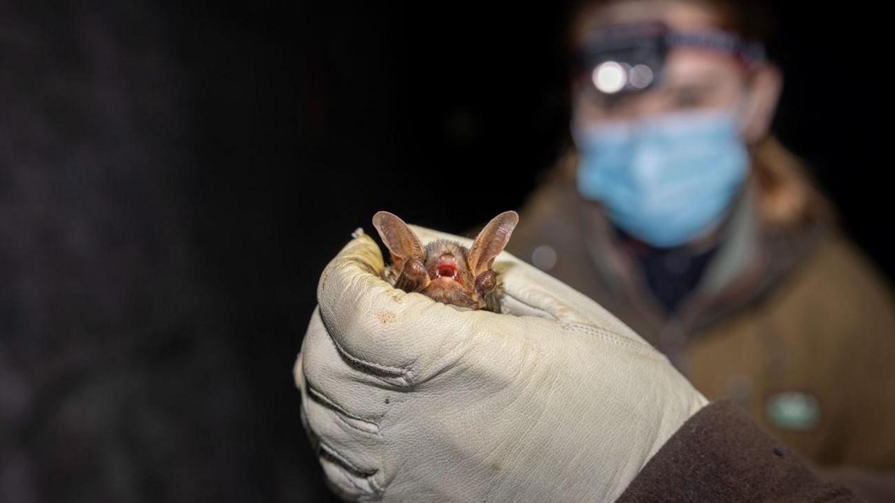 A greater mouse-eared bat being held in a gloved hand in the dark with a masked person with a torch on their head in the background