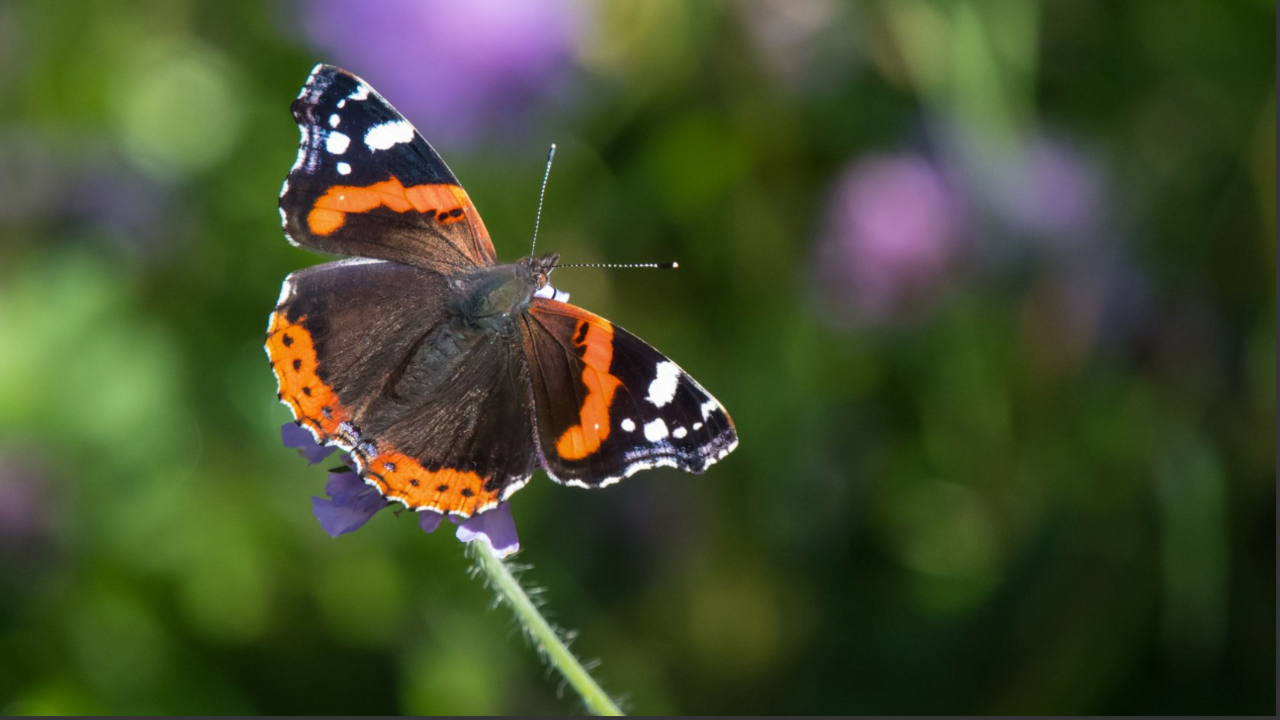 Red Admiral butterfly 