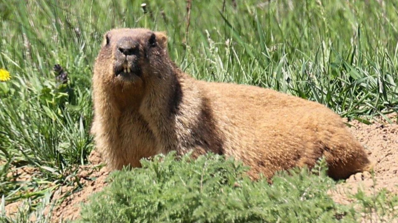 Marmots facing money troubles turn to OnlyFans — image supplied by BBC Science's feed