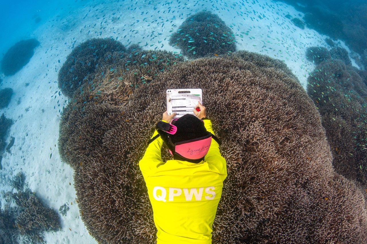 A park ranger assesses coral health at Lady Musgrave Reef in the southern Great Barrier Reef