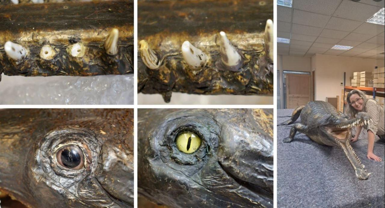 Several pictures together in a composite illustrating close-up details of the gharial. Marina Strinkovsky is in one image on the right where she crouches down next to the gharial