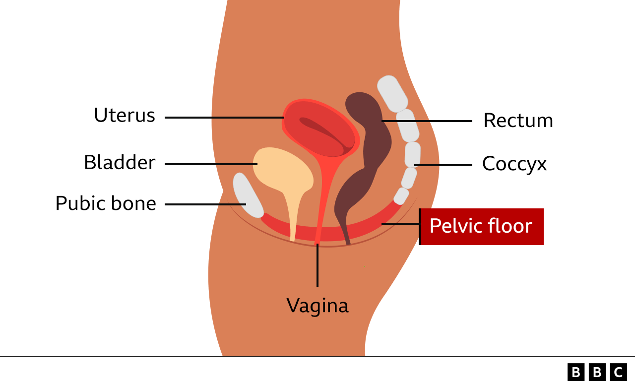 female anatomy graphic