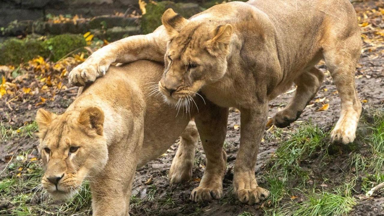 Two fully-grown female lions. One has its paw on the other's back.