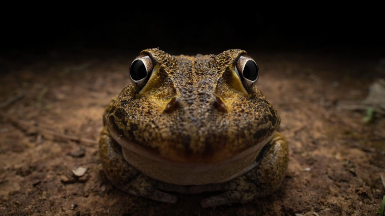 Close up smiling frog