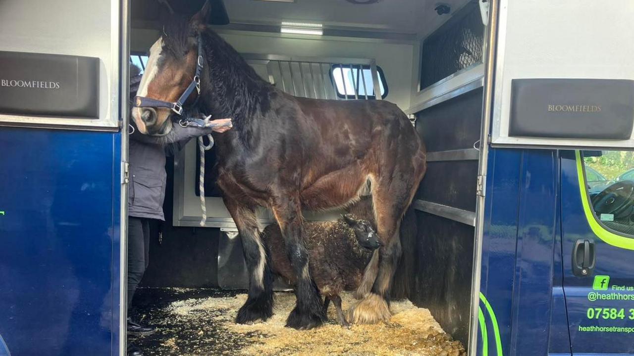 Jojo the horse with Hetty the sheep stood underneath her in the horse box