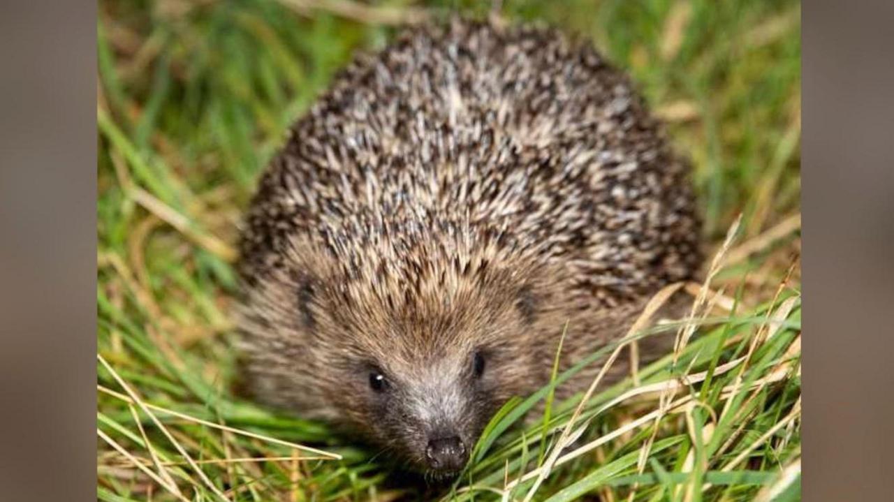 A closeup of a hedgehog walking through grass.