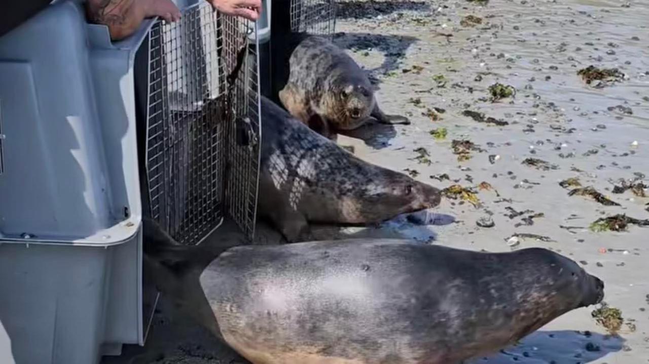 Three seals being released from cages on to a beach