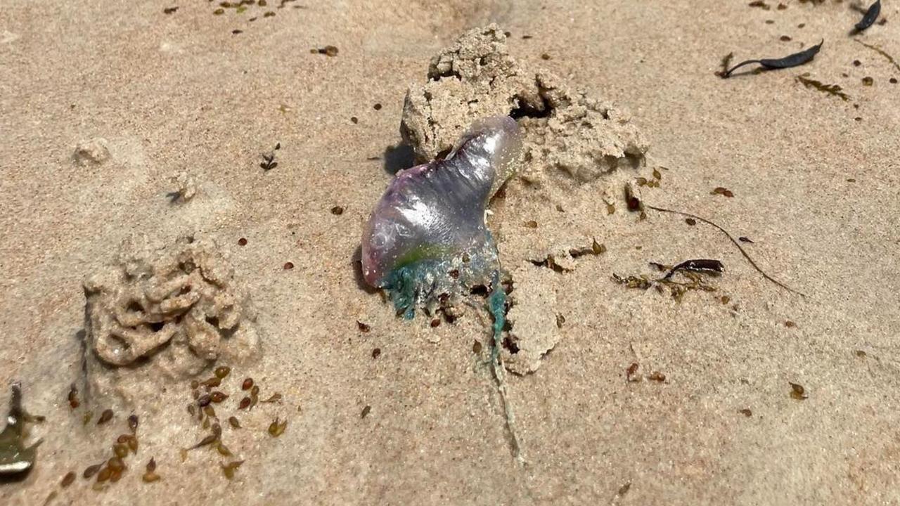 Portuguese man o' war on Ouaisné Bay Jersey