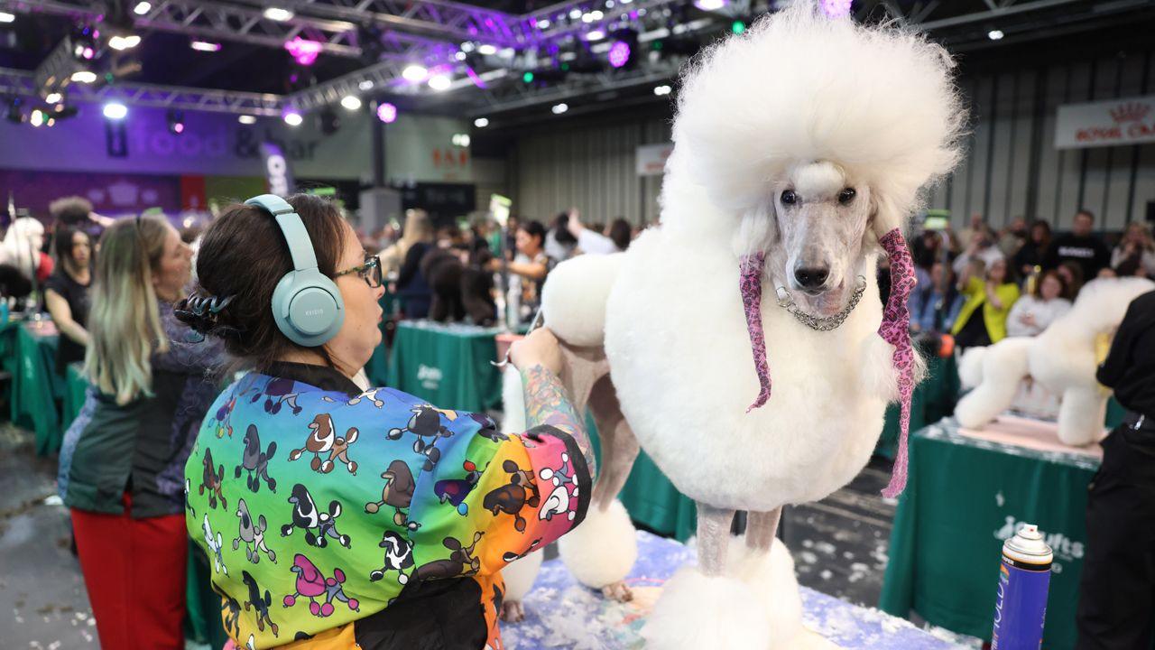 a poodle getting a haircut