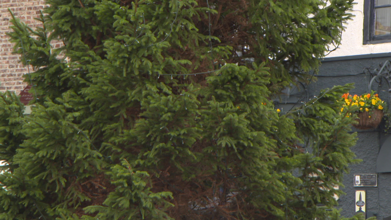 A close up of the middle section of the tree that does not have decorations. Many of its branches are green and healthy but some are brown and dead looking. 