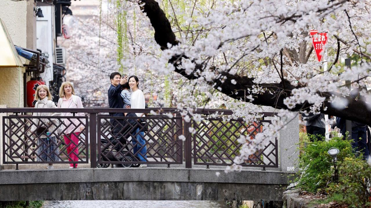 The reason for the trees producing these colourful and sweet-smelling flowers is to attract insects, for pollination - the process that helps the tree to reproduce.