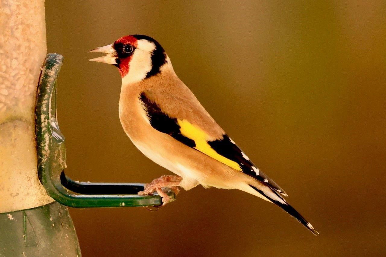 Bird perched on a seed feeder