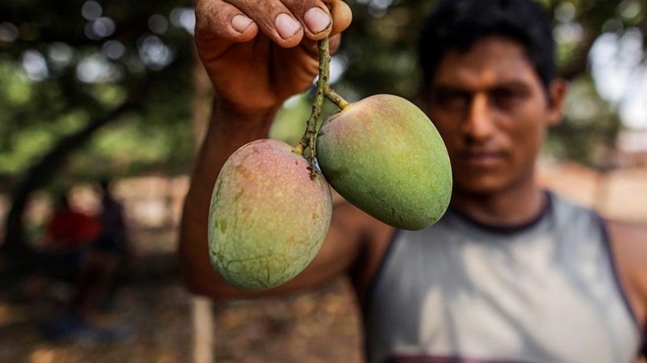 How do you modernise mango farming?