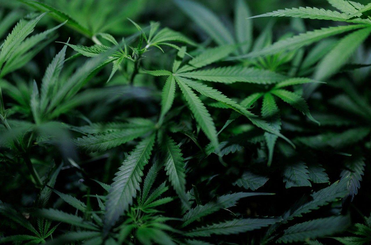 Close-up shot of dark green cannabis plants with palm shaped leaves.