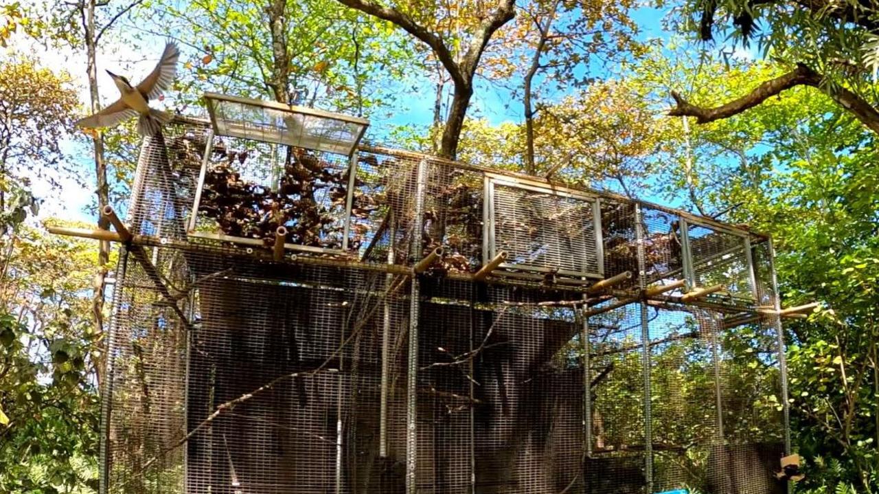 A guam kingfisher in the top left corner of the picture, flying out of a large cage that is set amongst tropical trees