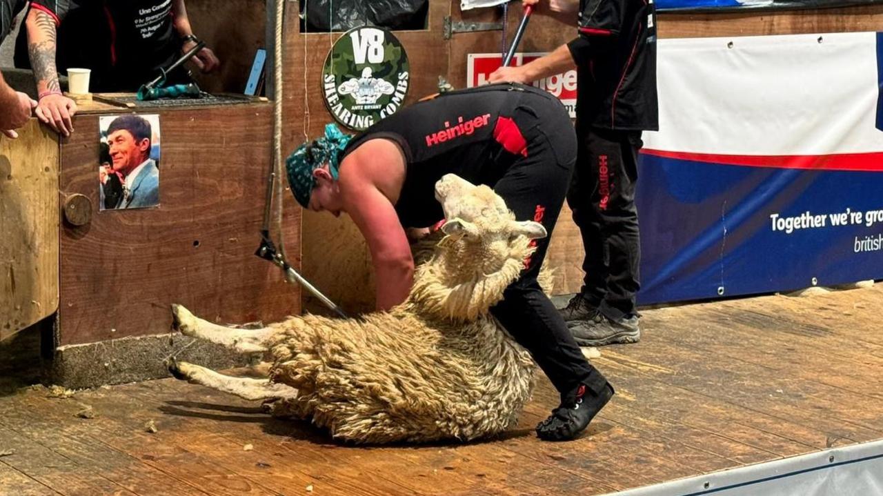 A woman wearing a black vest and trousers sheers the belly of a strongwool ewe on a wooden stage. The sheep has a thick wool coat and is laid on the floor of the stage