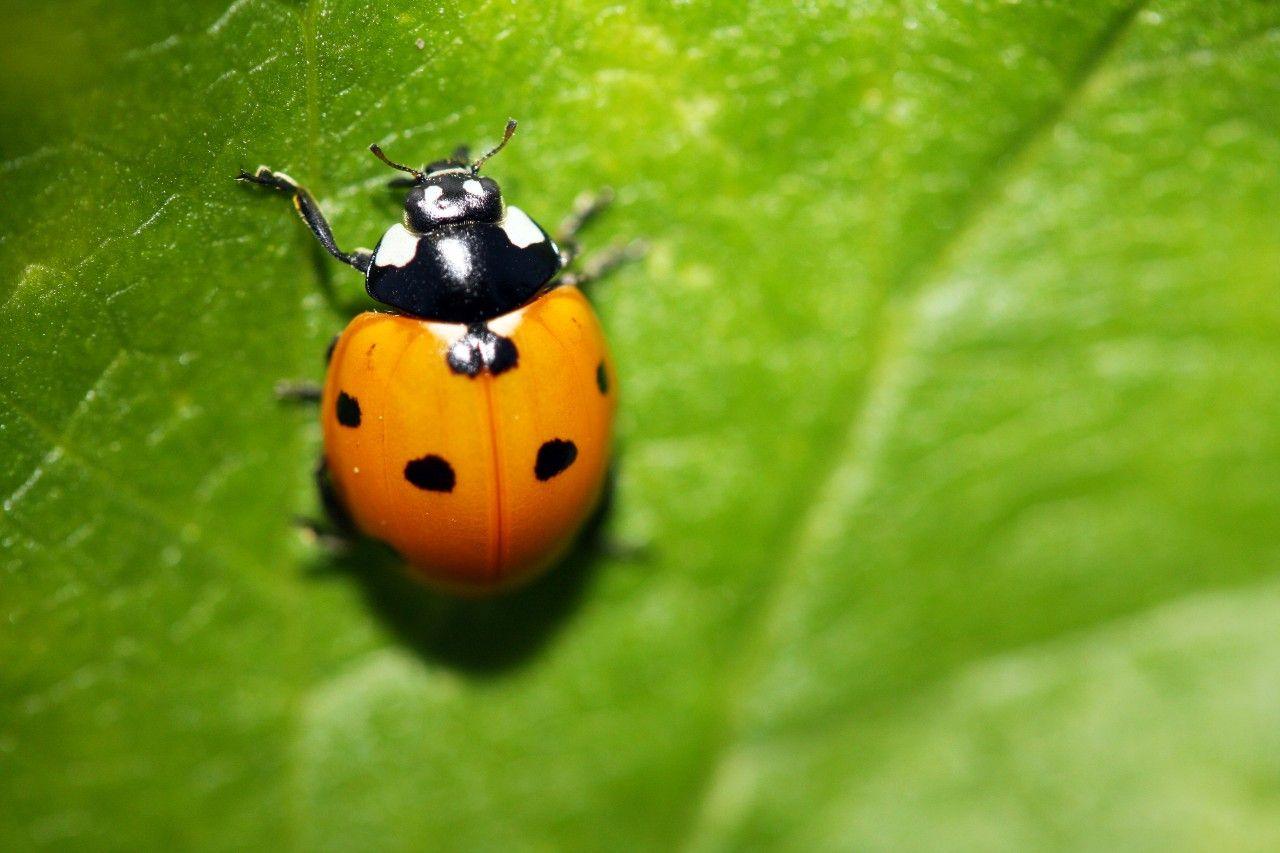 Red seven spotted ladybird on a green leaf