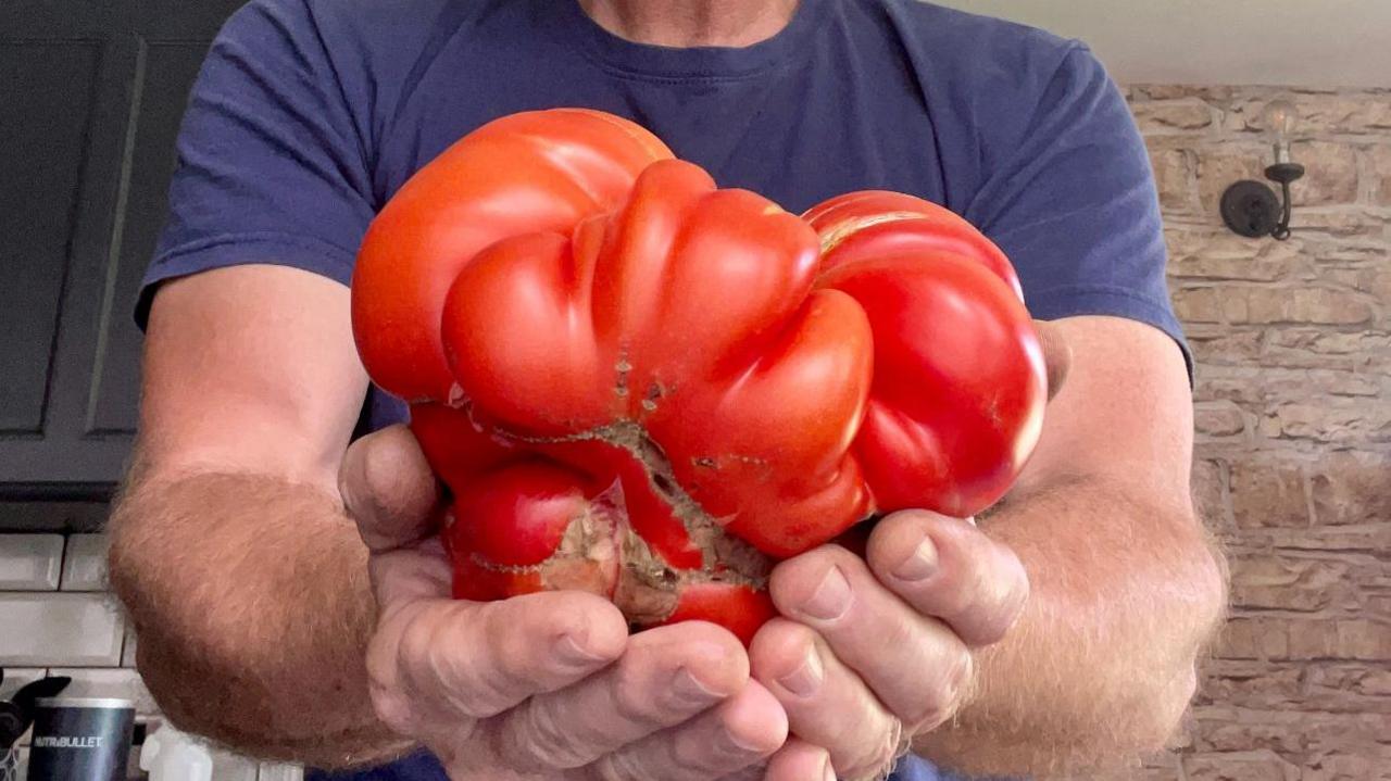 A man holding a giant strange-shaped tomato in his hands. He is wearing a blue T-shirt and is standing in a kitchen.