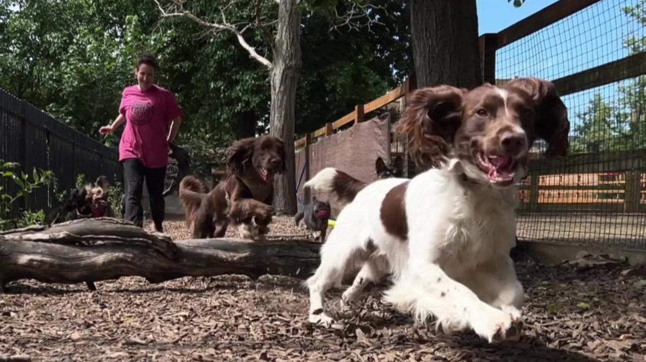 Dogs jumping over a log with a trainee in pursuit