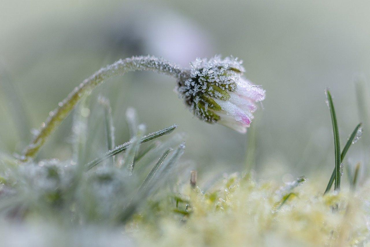 Bellis perennis