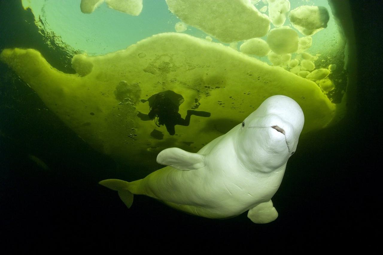 Beluga whale. White Sea, Karelia Region, Northern Russia