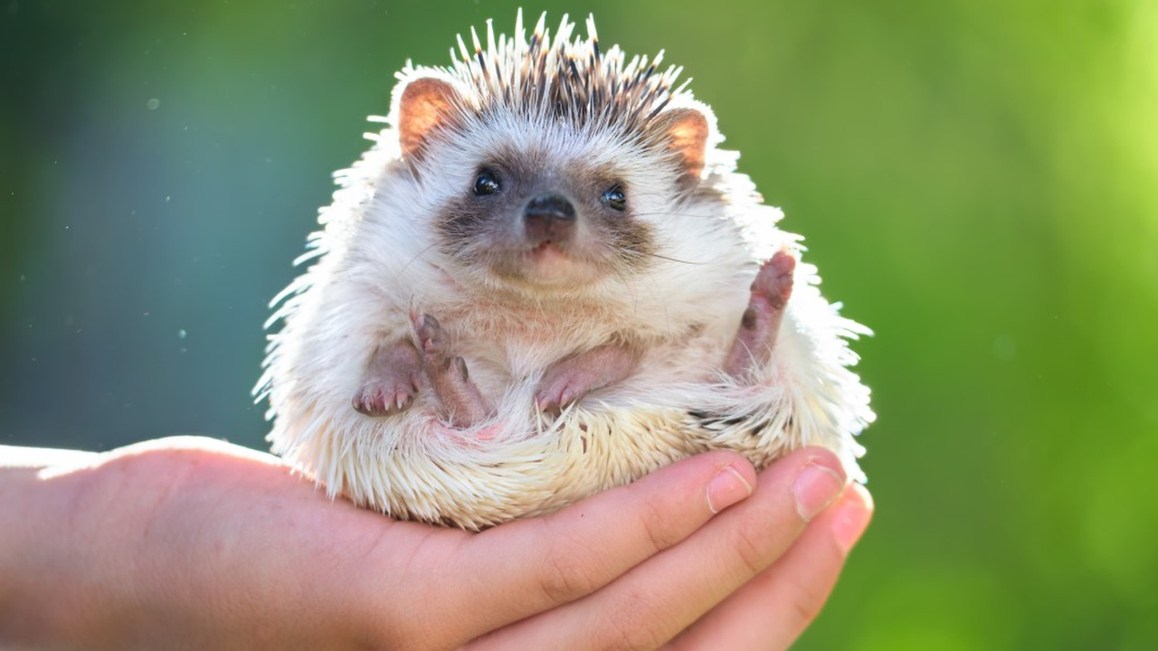 hoglet