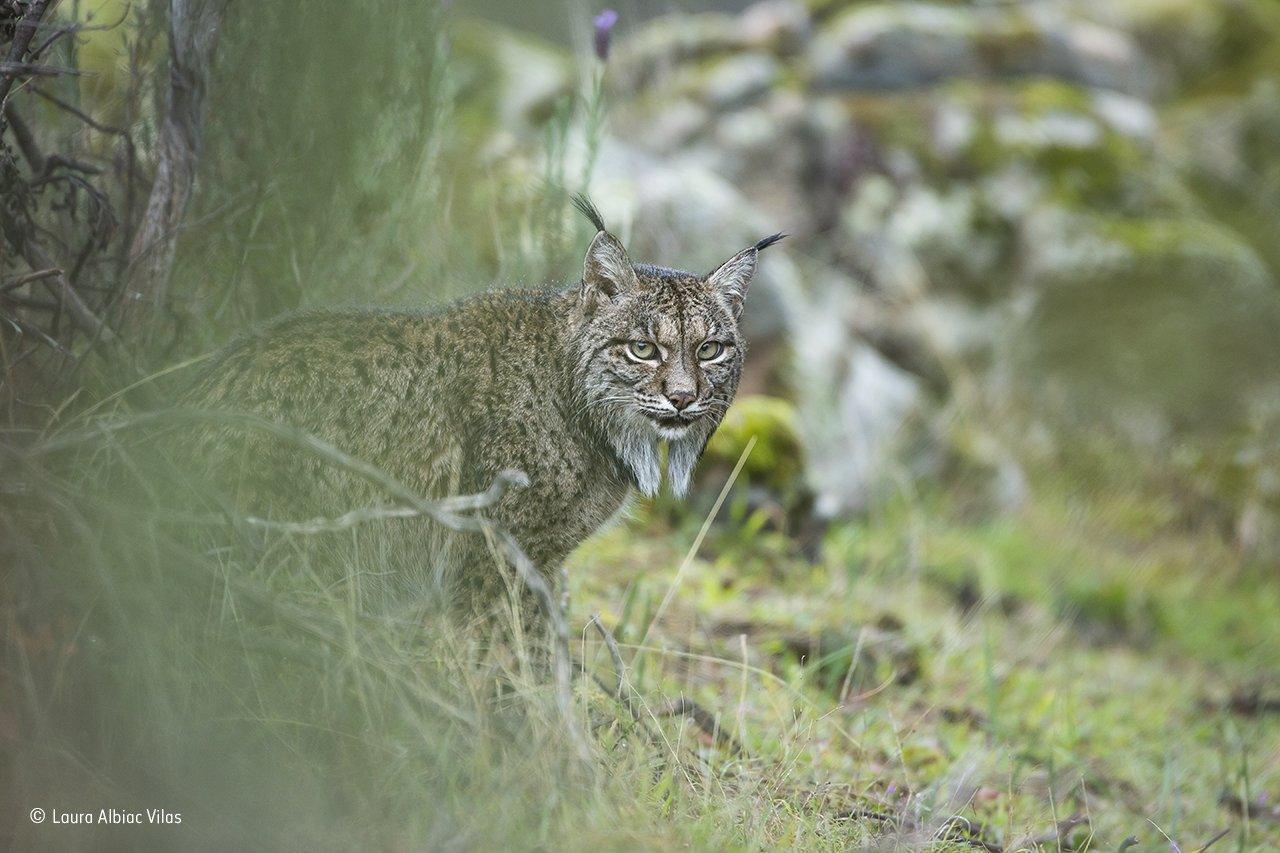 Glimpse of a lynx