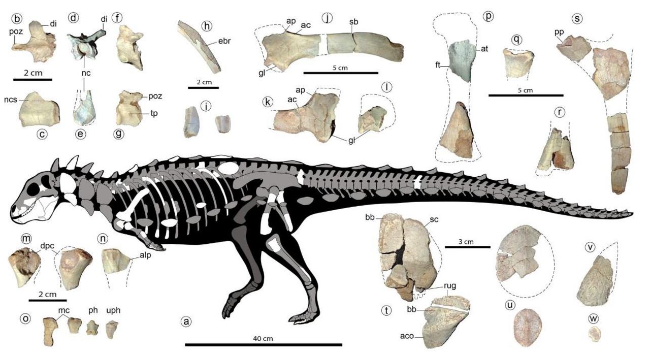 dinosaur-bones.