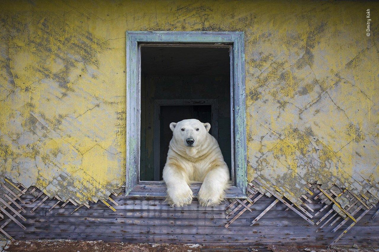 polar-bear