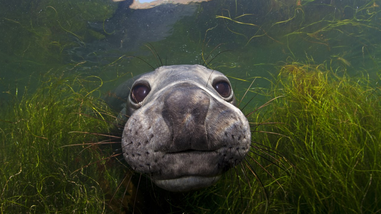 Northern elephant seal