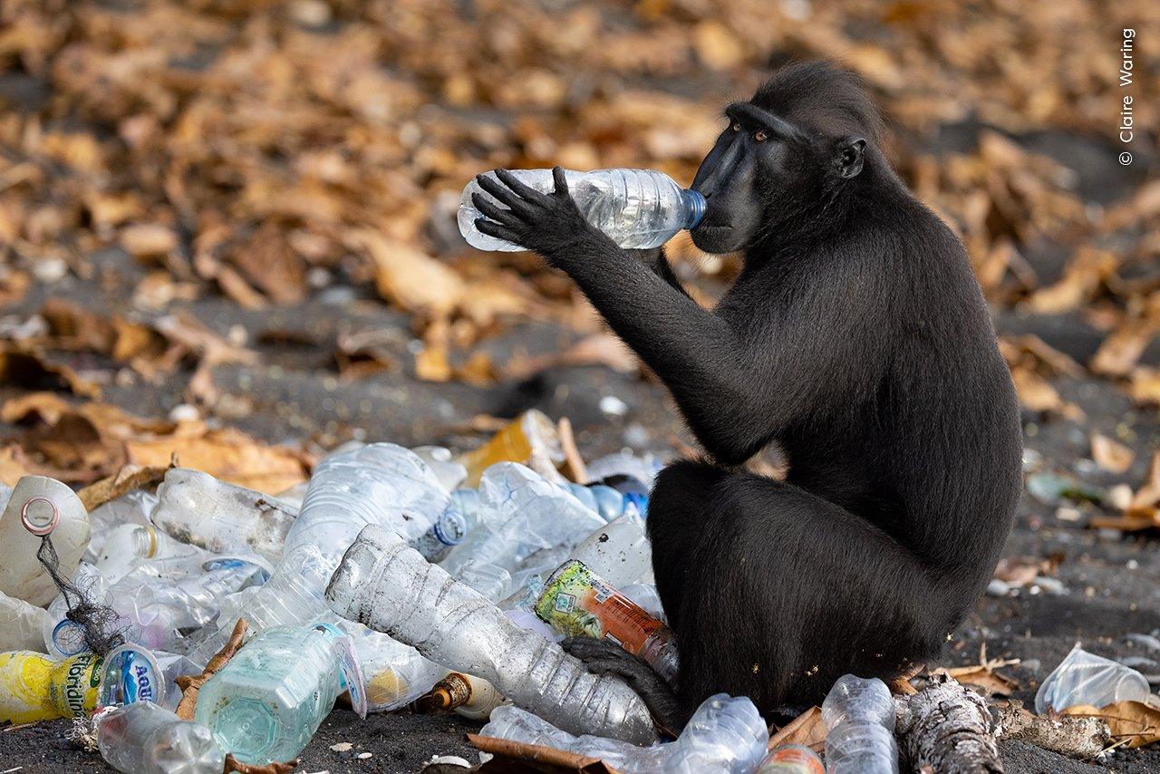 monkey-drinking-from-water-bottle.