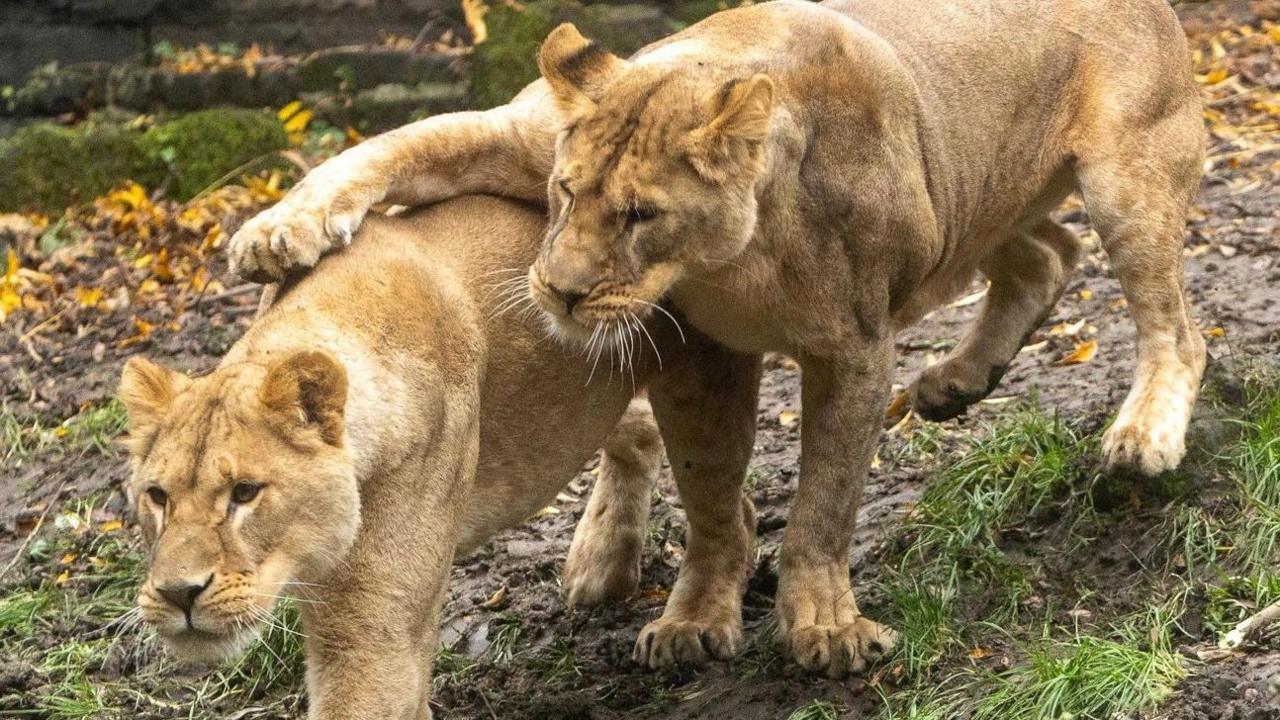 Two female lions. One has one of its front legs on the other's back.