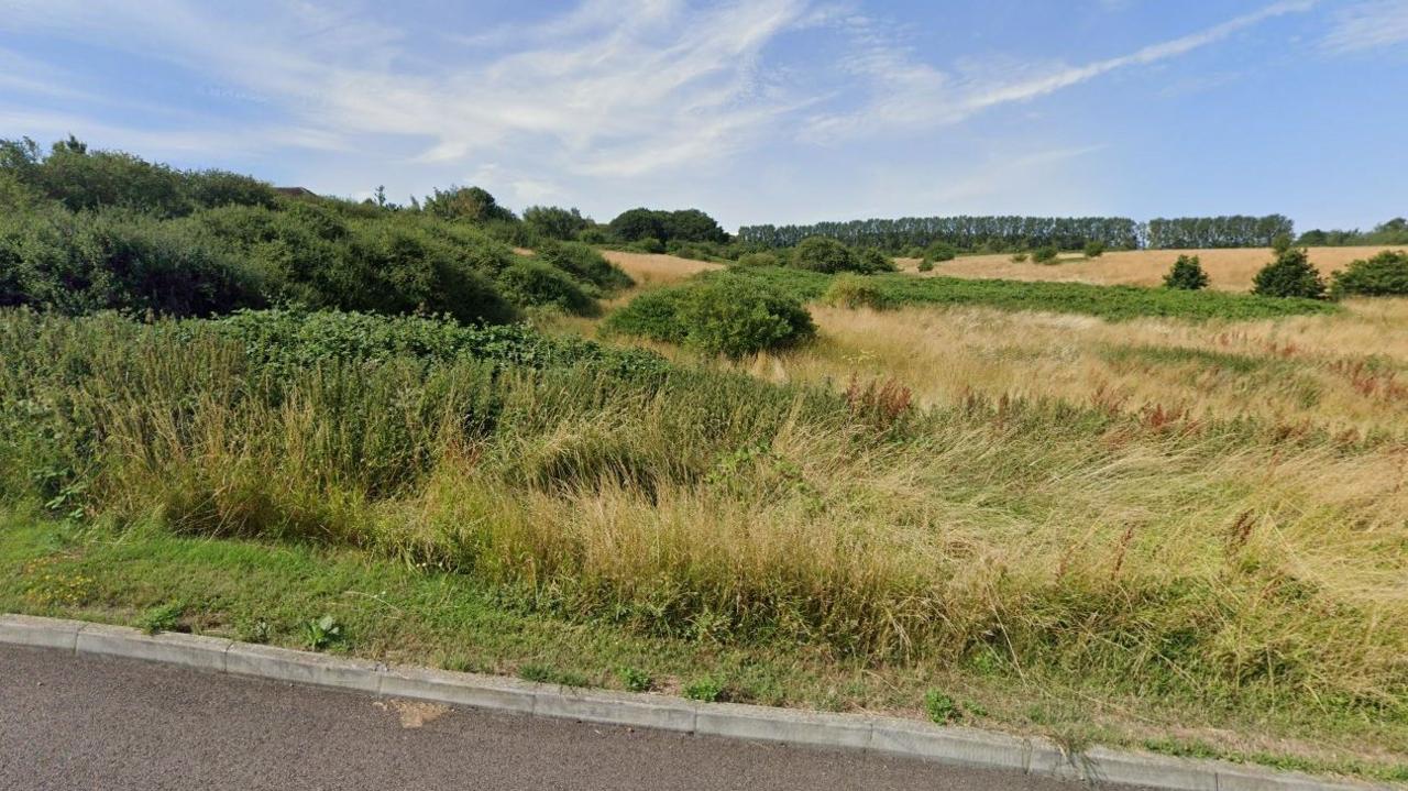 A vast field of weeds, plants and bushes next to a road