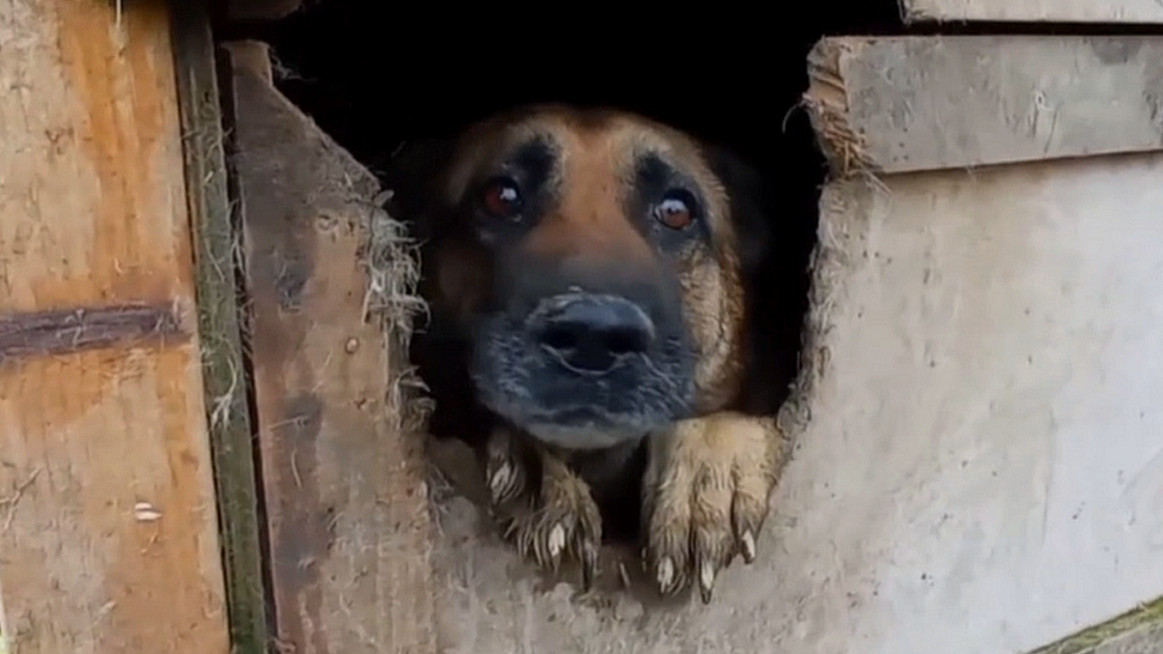 Puppy farm