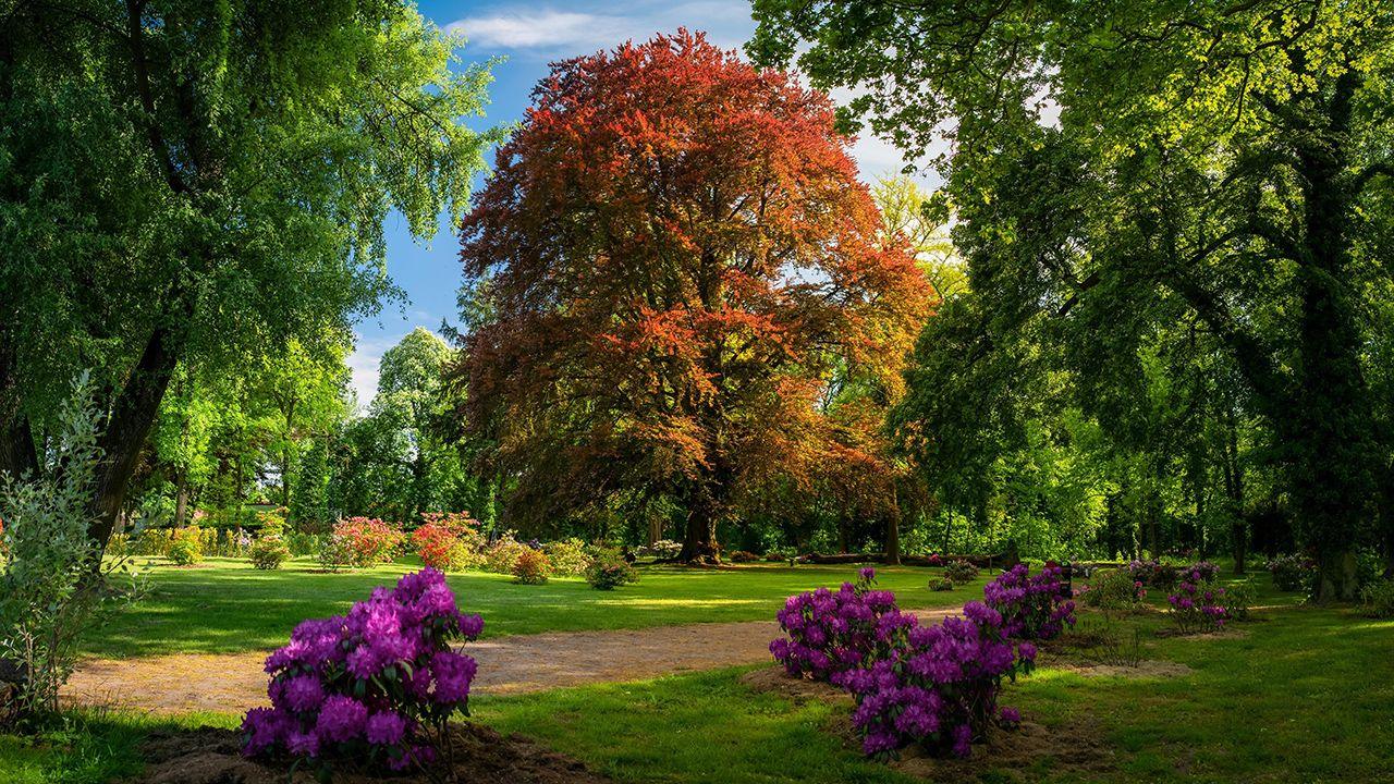 A majestic Common Beech tree stands in a lush park, its leaves displaying a striking mix of red and orange hues. Clusters of purple rhododendrons add bursts of colour to the foreground and a peaceful path wind through the park.