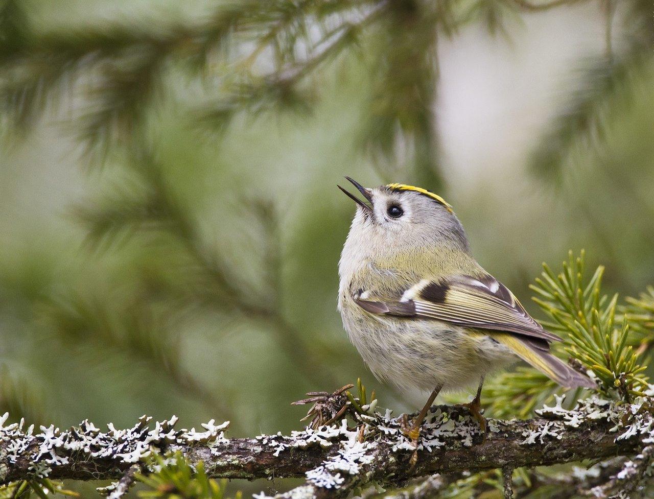 goldcrest