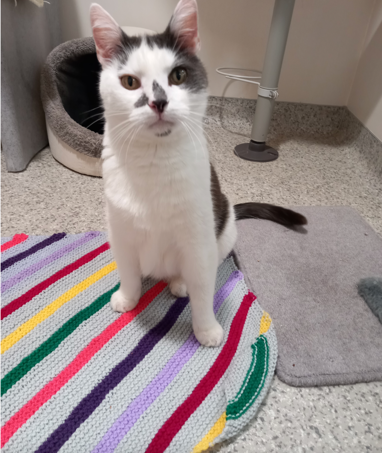 A white with black patches cat looking at the camera on a multi-coloured knitted blanket.