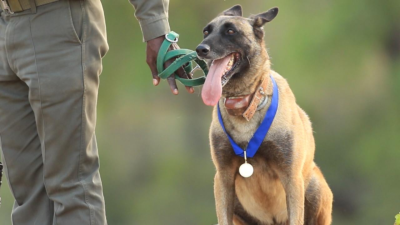 K9 Killer with his medal