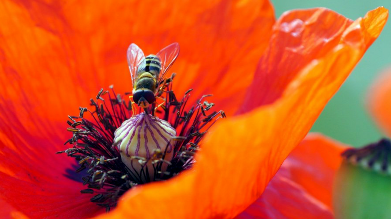 A close-up image of a black and yellow hoverfly pollinating a poppy. The flower is a deep shade of orange with a dark purple centre. 