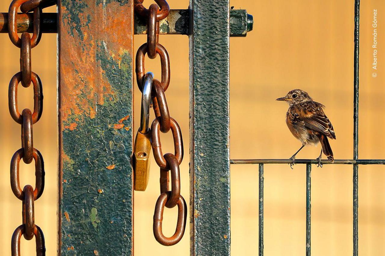 bird sitting on a fence, with chains next to it.