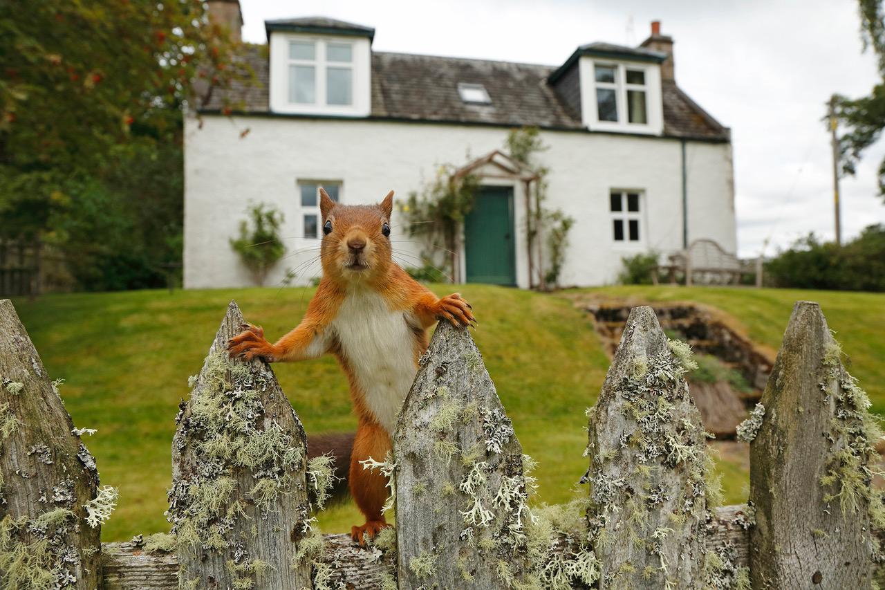 Red squirrel on a fence