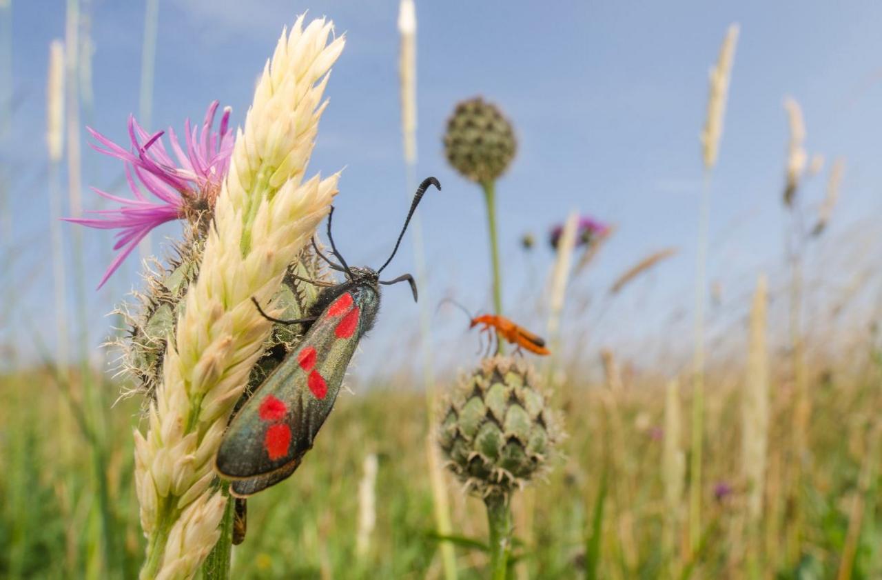 Field of Wings - Lucien Harris - Best Macro Photographer.