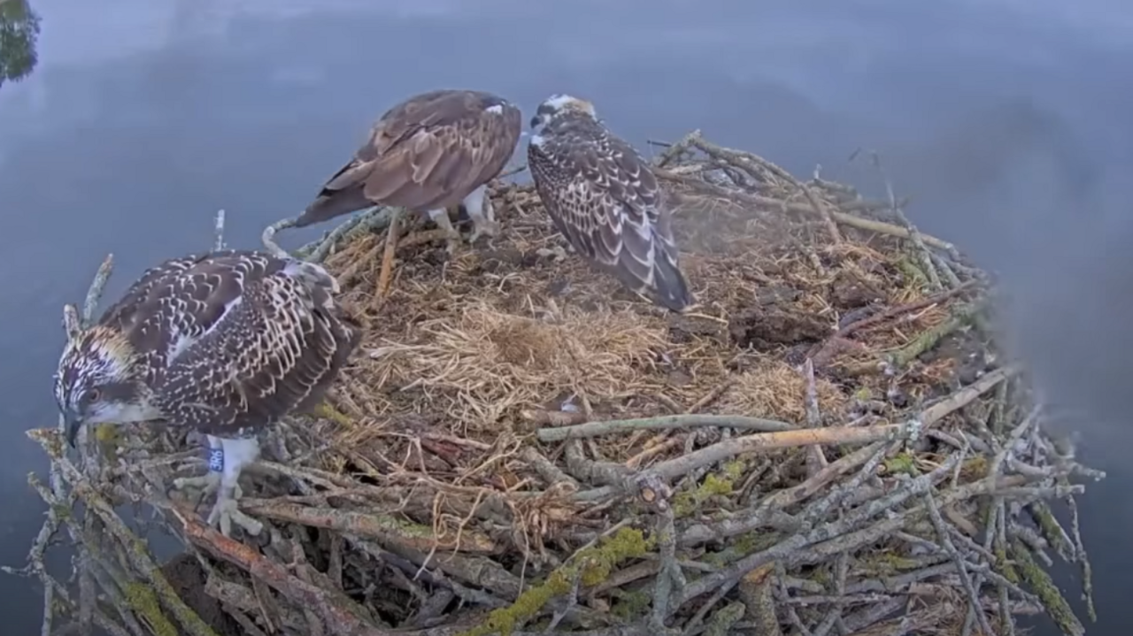 Three ospreys in a nest made of twigs which sits above a smooth water surface.