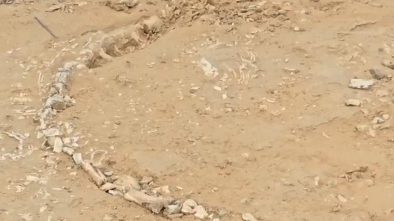 Skeletan remain partly buried in the ground at the fossil site in Jaisalmer