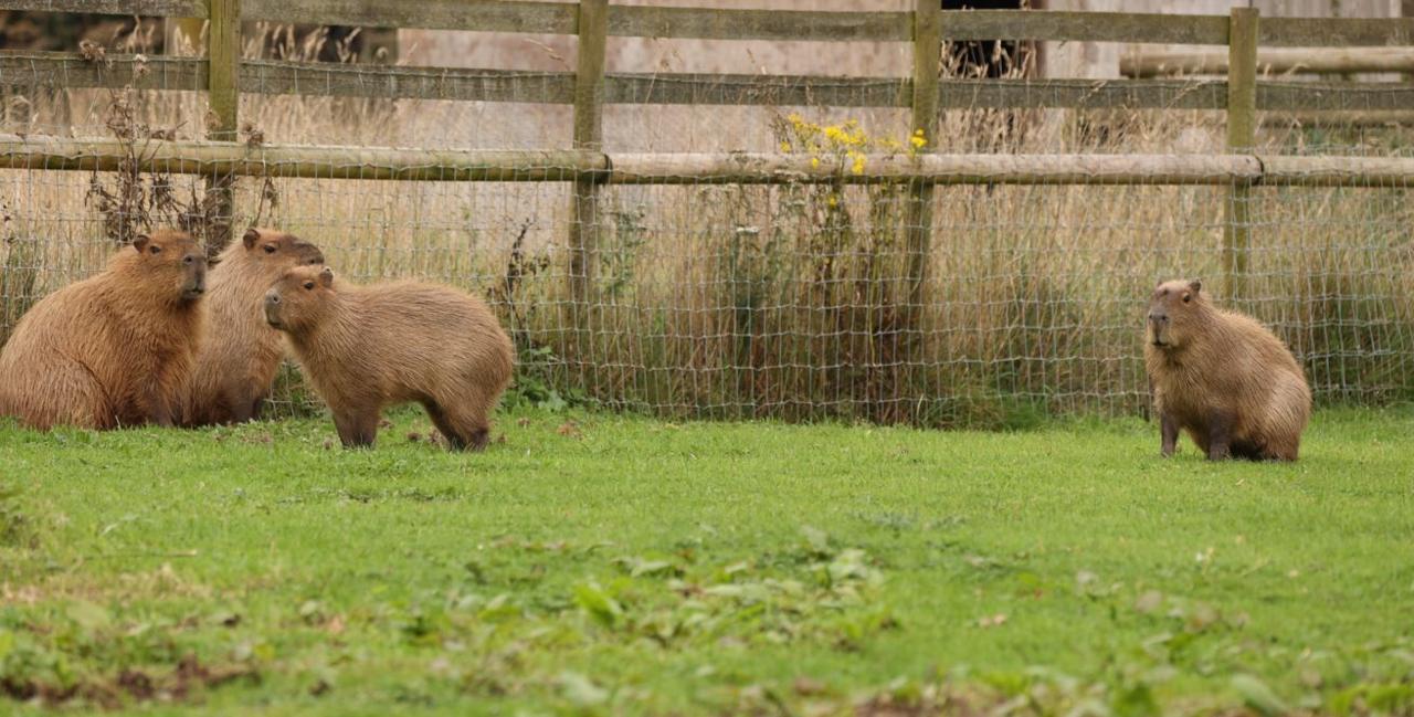 A family of four capybaras in a grassy zoo enclosure with a wooden fence and netting.