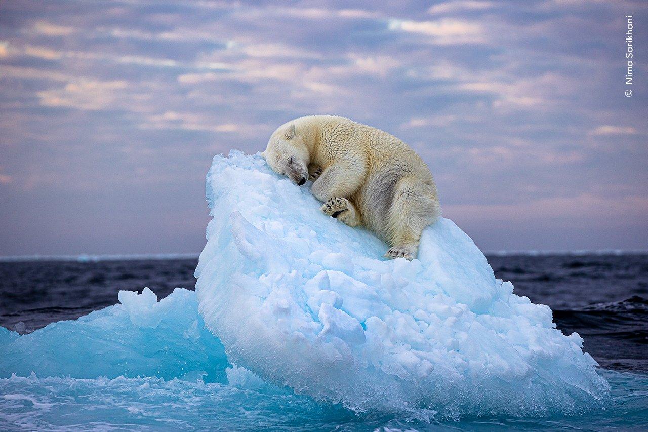 polar-bear.