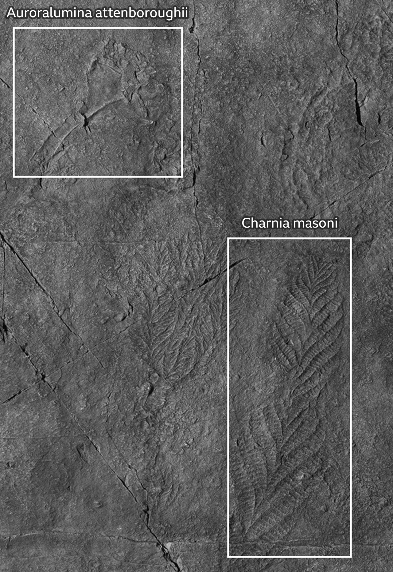 Auroralumina attenboroughii and Charnia masoni