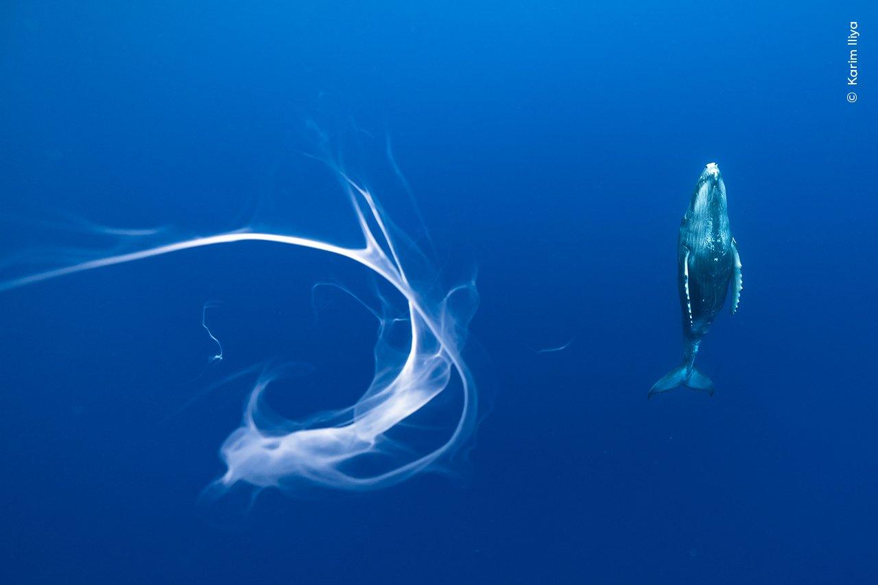 humpback-whale-calf.